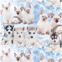 O-KATT OCH HUND SNÖ