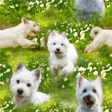 TERRIER WESTIE