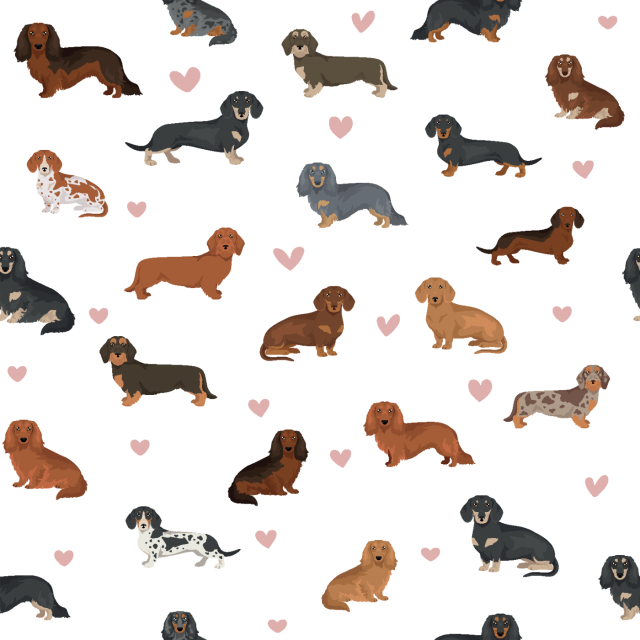 Love dachshund vit hjärtan